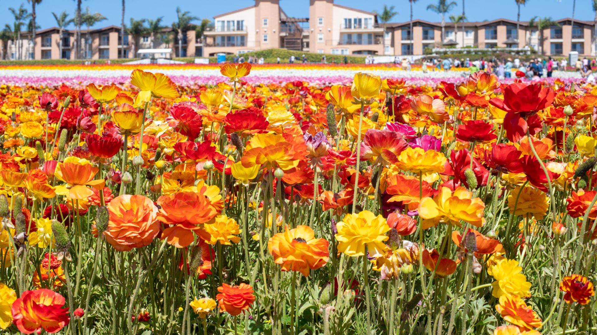 carlsbad-tulip-field carlsbad-tulip-field